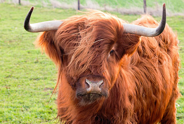 Grazing yak stock photo