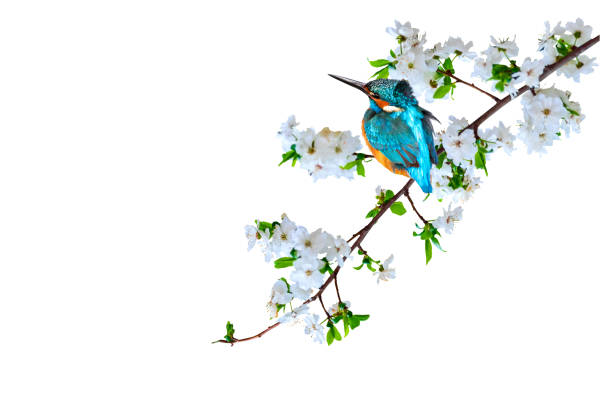 istock Spring nature and cute bird. White background. Isolated bird and branch. 1193534721