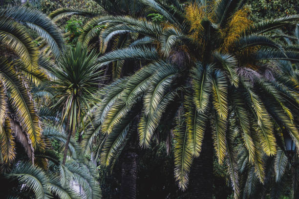 istock Palm plant leaf ecology 1193534756