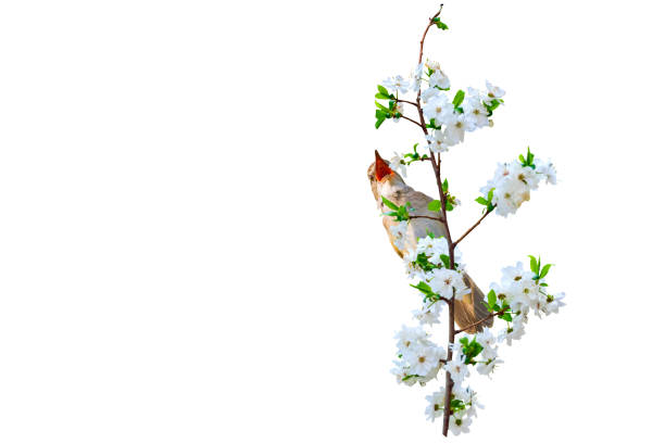 Cut out image.