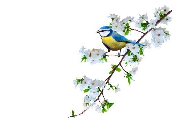 istock Spring nature and cute bird. White background. Isolated bird and branch. 1193534861