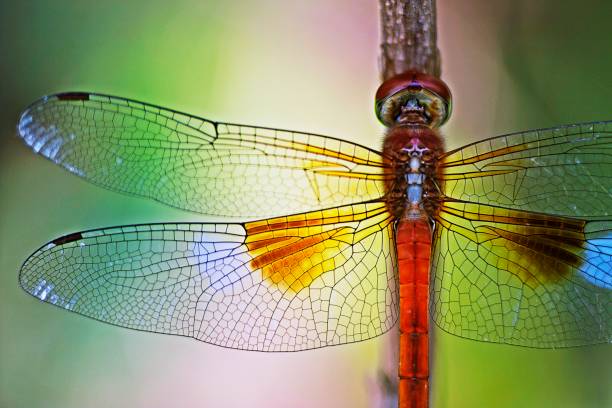 dragonfly en transparante vleugels op tak. - macrofotografie fotos stockfoto's en -beelden