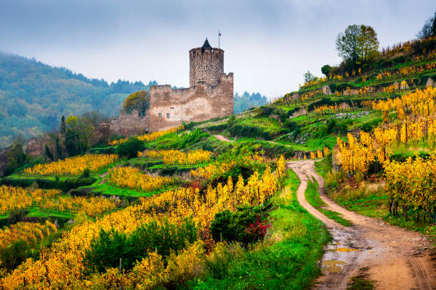 footpath to the ruin of Kaysersberg castle The Château de Kaysersberg (also: Kaysersberg castle) is a ruined castle in the commune of Kaysersberg in the Haut-Rhin département of France. The castle was built around 1220. alsace stock pictures, royalty-free photos & images