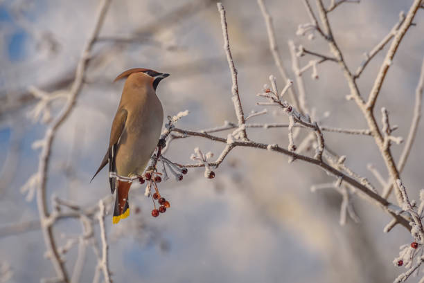 istock waxwing apple tree branches hoarfrost snow winter 1193536614