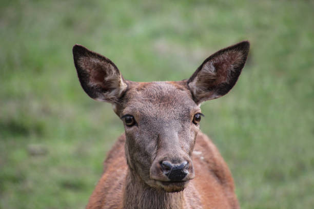 istock Roe deer standing in a field. Roe deer in the summer 1193537458
