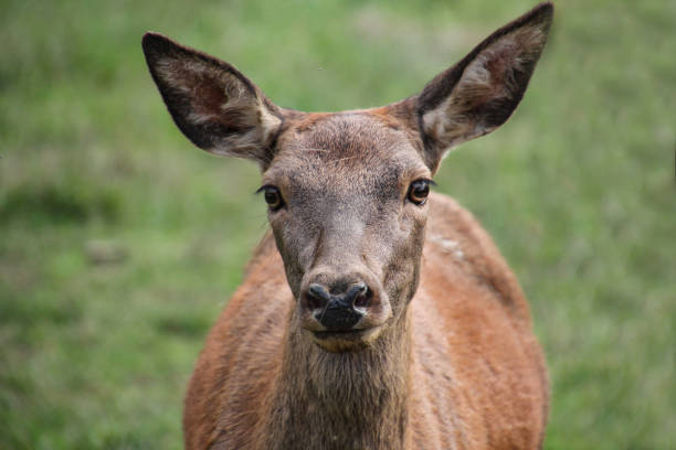 istock Roe deer standing in a field. Roe deer in the summer 1193537470
