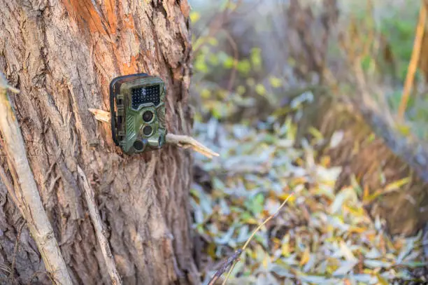 Photo of Wild camera on a tree in undergrowth to observe the wildlife