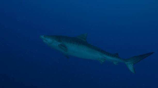 istock Tiger shark swimming at deep blue sea 1193537828