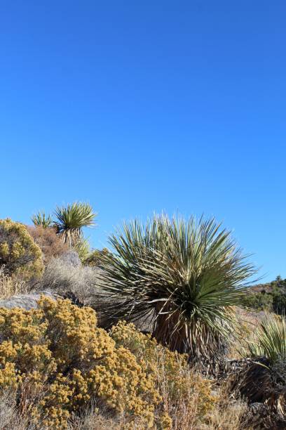 istock PLANT COMMUNITY - LOST HORSE MINE - 110619 D 1193539829