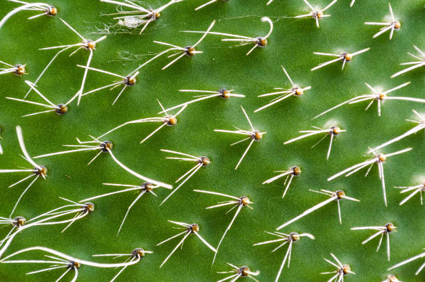 istock green cactus peel texture with needles close up 1193540004