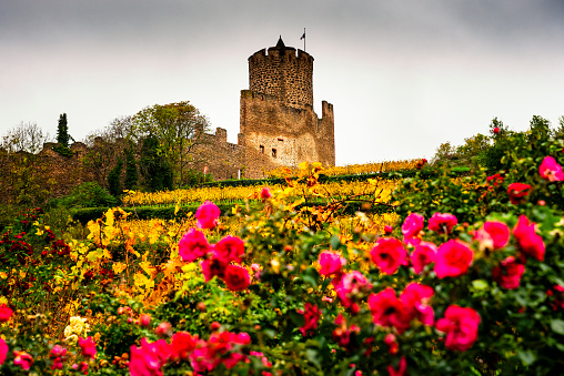 The Château de Kaysersberg (also: Kaysersberg castle) is a ruined castle in the commune of Kaysersberg in the Haut-Rhin département of France. The castle was built around 1220.