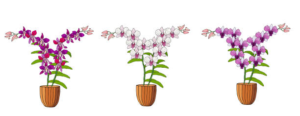 ilustraciones, imágenes clip art, dibujos animados e iconos de stock de conjunto dibujado a mano de orquídeas en macetas de flores. - moth orchid