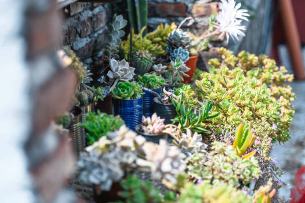 tablica sukulentów w buenos aires roof garden - 6008 zdjęcia i obrazy z banku zdjęć