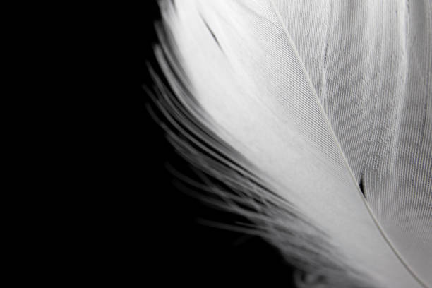 istock Close up a white feather on black background 1193542686