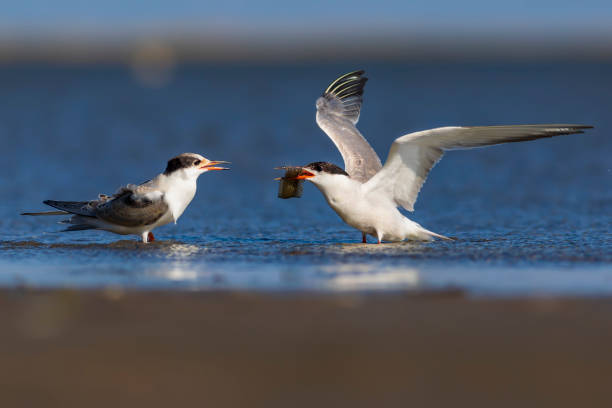 istock White cute bird tern. Blue nature nature background. 1193545632
