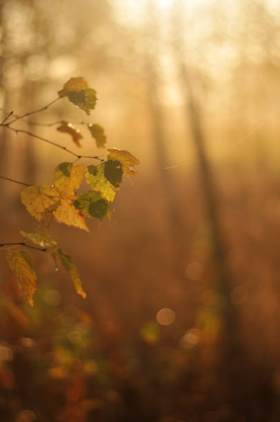 istock Orange autumn leaves branch 1193549575