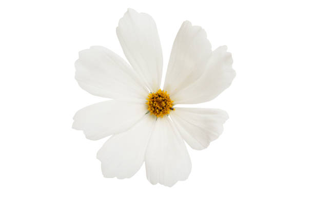 istock cosmea flower isolated 1193549847