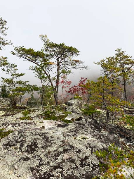 istock Foggy morning at Obed scenic river 1193550437