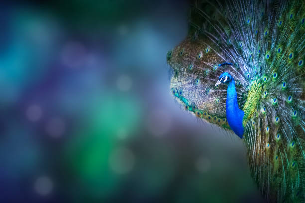 Magic Appearance Of A Beautiful Peacock Symbol Of Glmour Dress Stock Photo  - Download Image Now - iStock