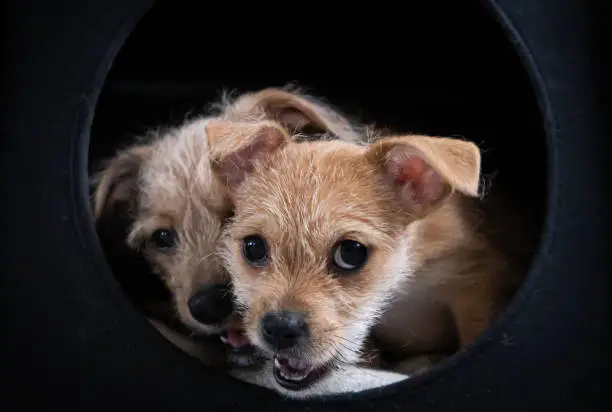 Two puppies playing in a dark black box