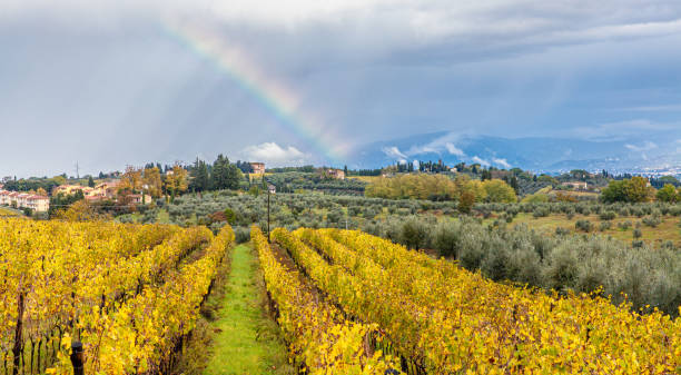 toscana paesaggio agricolo autunnale a san casciano in val di pesa - tuscan cypress foto e immagini stock