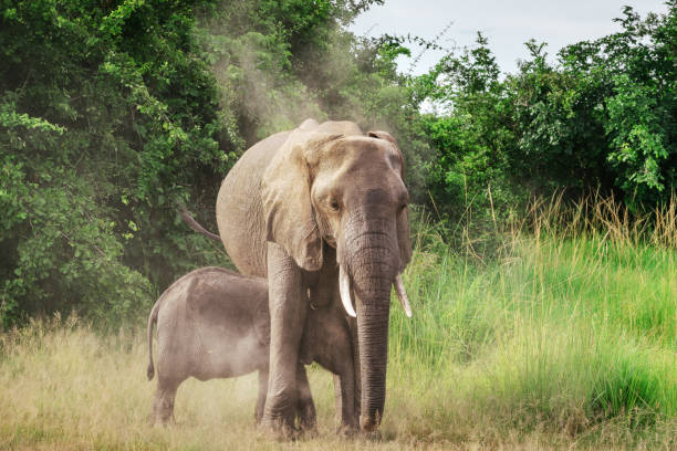 istock Mother elephant with child  on grassland 1193552632