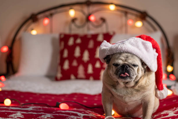 istock A pug wearing a Santa hat. 1193553007