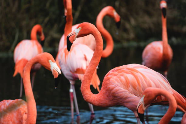 istock Pink Flamingoes 1193553087