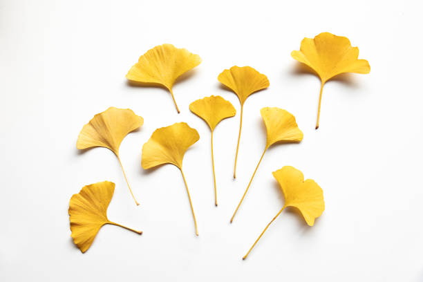 composição de dourado decorativo lindo seco ginkgo deixa em fundo branco. leigo plano, arranjo floral mínimo neutro. ginkgo biloba. - ginkgo ginkgo tree leaf biloba - fotografias e filmes do acervo