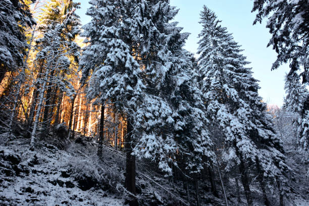 istock the sun sets behind the snowy forest 1193554506