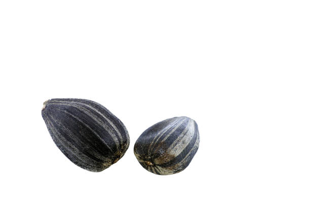 istock Black sunflower seeds isolated on white background 1193554526