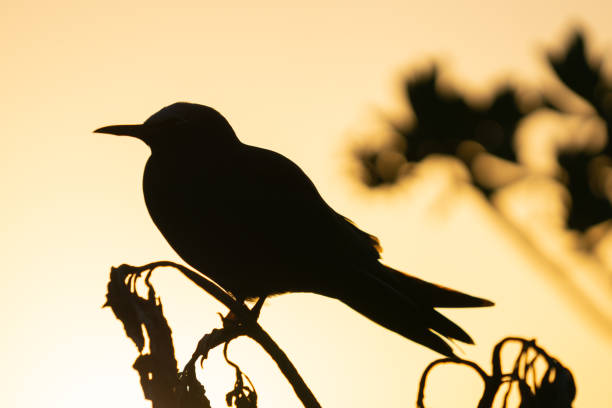 Golden glow of sunset behind silhouette bird Golden glow of sunset behind silhouette noddy bird in tree brown noddy stock pictures, royalty-free photos & images
