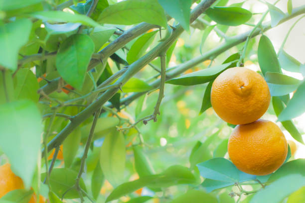istock Orange tree in orange garden 1193556881