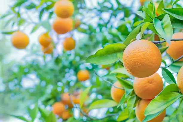 Photo of Orange tree in orange garden