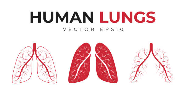 ilustrações, clipart, desenhos animados e ícones de pulmões humanos. jogo dos ícones e dos símbolos médicos, pulmões humanos com estrutura abstrata - árvore brônquica