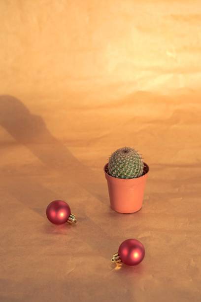 istock Cactus with christmas ball. 1193560073