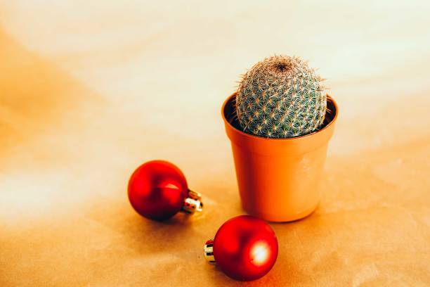 Cactus with christmas ball.