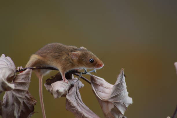 istock Harvest mouse on flower with copy space 1193560280