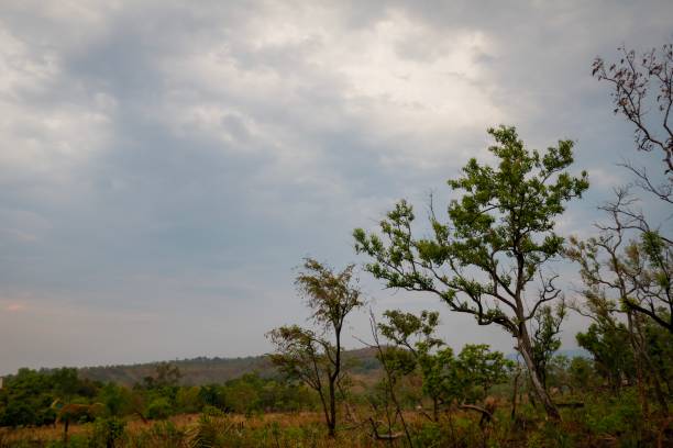 natureza inoperante - dead - fotografias e filmes do acervo