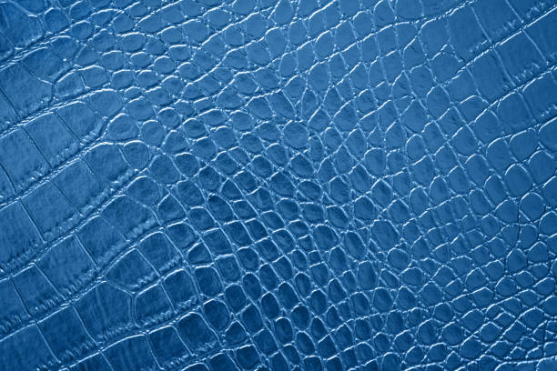 blue classic crocodile artificial leather skin texture pattern trendy color of year 2020 navy dark shiny leatherette alligator dragon dinosaur ombre background copy space macro photographie - caïman photos et images de collection