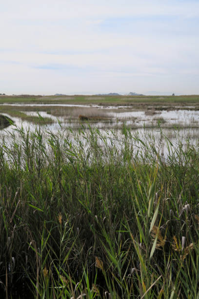 istock Albufera or water pond 1193562102