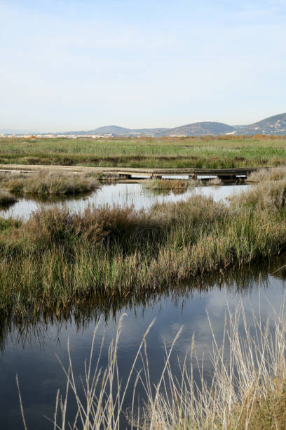 istock Albufera or water pond 1193562159