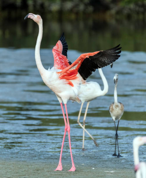 istock Flying Flamingos Over Lake 1193563427