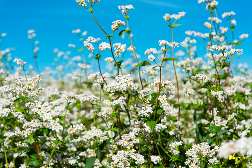 flowering buckwheat field on a sunny day