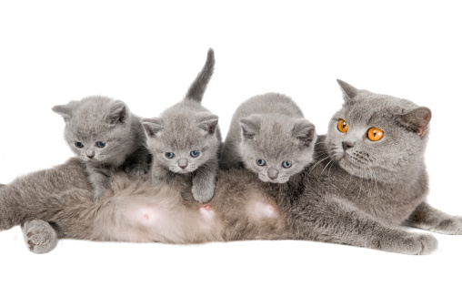 Three playing little british shorthair kittens and mother cat isolated