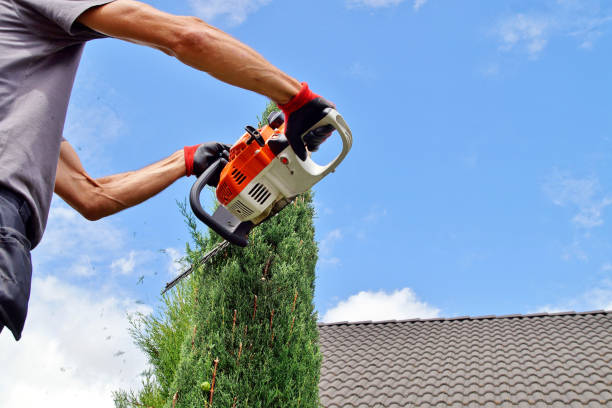 um homem apara as sebes elevadas com um aparador elétrico das conversão. um proprietário que apara as conversão. alto thuja occidentalis. - electric trimmer - fotografias e filmes do acervo