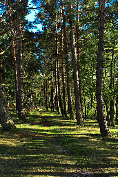 foresta durante il tramonto - masuren foto e immagini stock