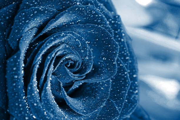 Blue rose close up with dew drops with blue tintend stock photo