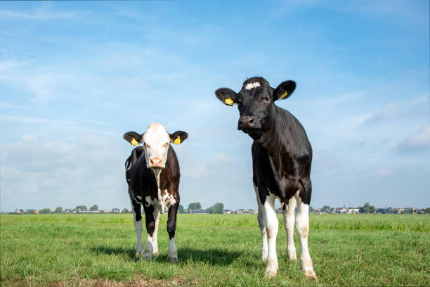 2頭の若い牛が一緒に牧草地で鼻を見て、青い空 - 若い雌牛 ストックフォトと画像