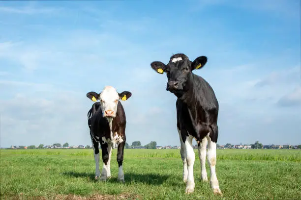 Two young cows standing in a pasture under a blue sky and a faraway straight horizon.